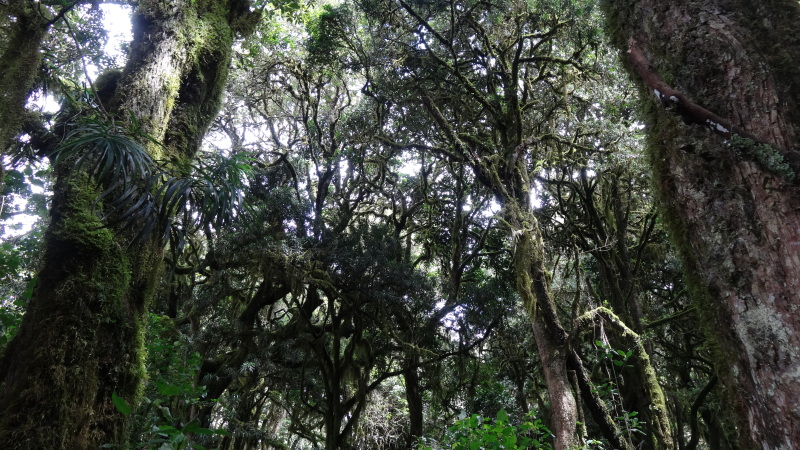 Tanzanija - zgoščen deževni gozd