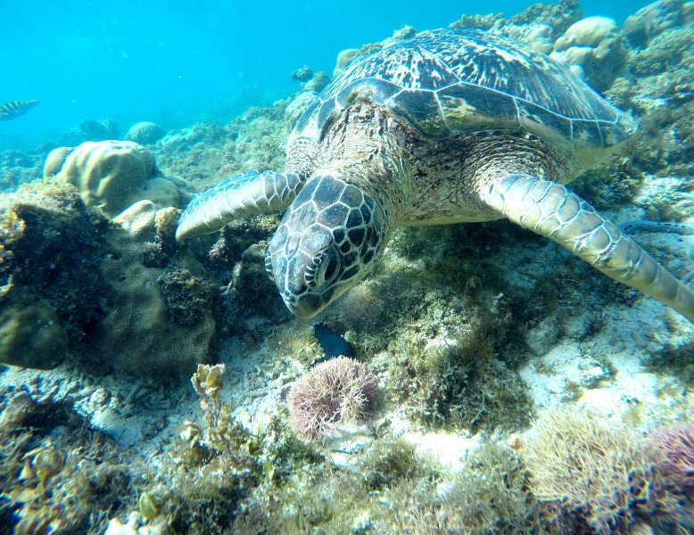 Filipini - želve na otoku Negros