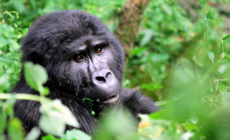 Uganda - gorska gorila