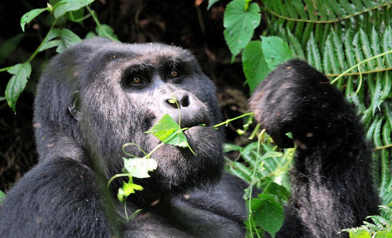 Uganda - Gorske gorile
