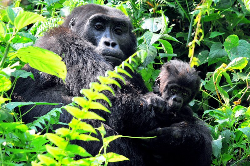 Uganda - maloštevilne gorske gorile