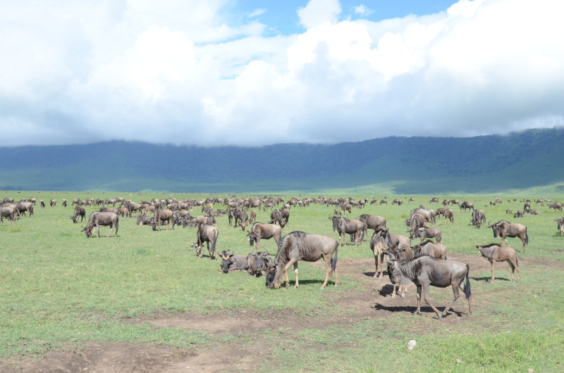 Tanzanija - Ngorongoro in gnujij