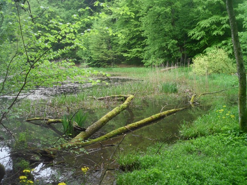 Slavonija - gozdni park Jankovac