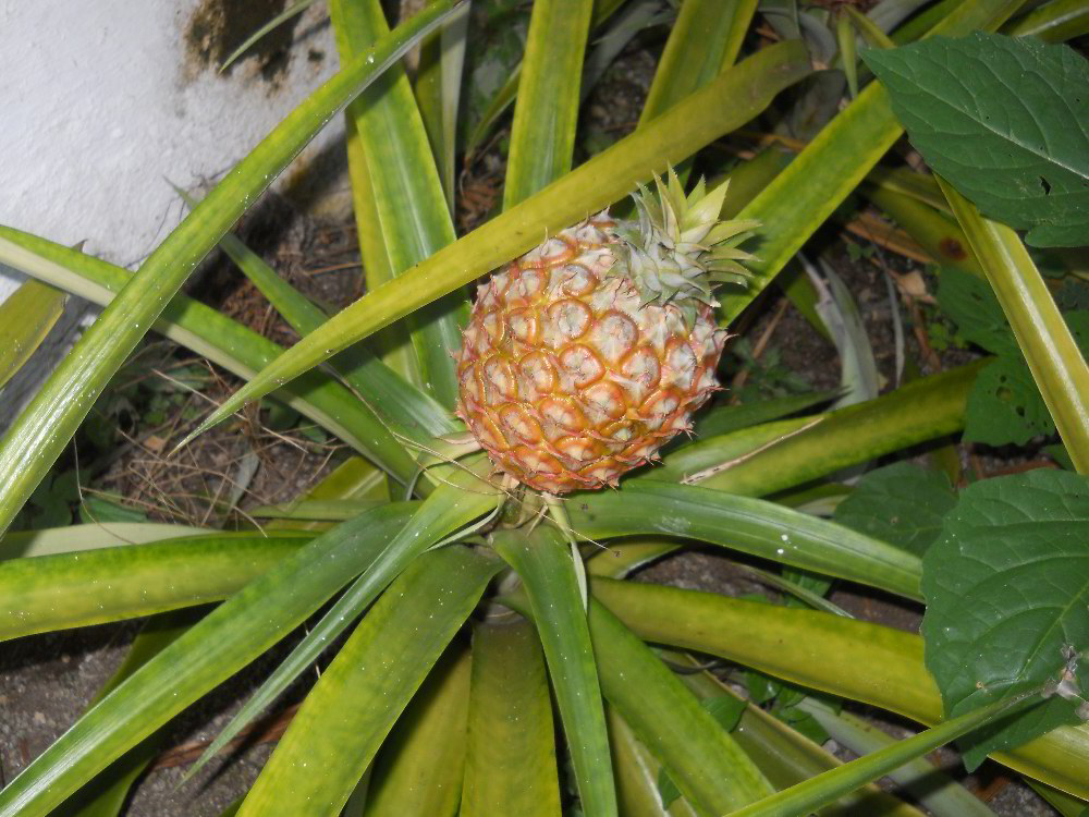 Azori- ananas - avtorja slik: Renata in Silvester Mavri